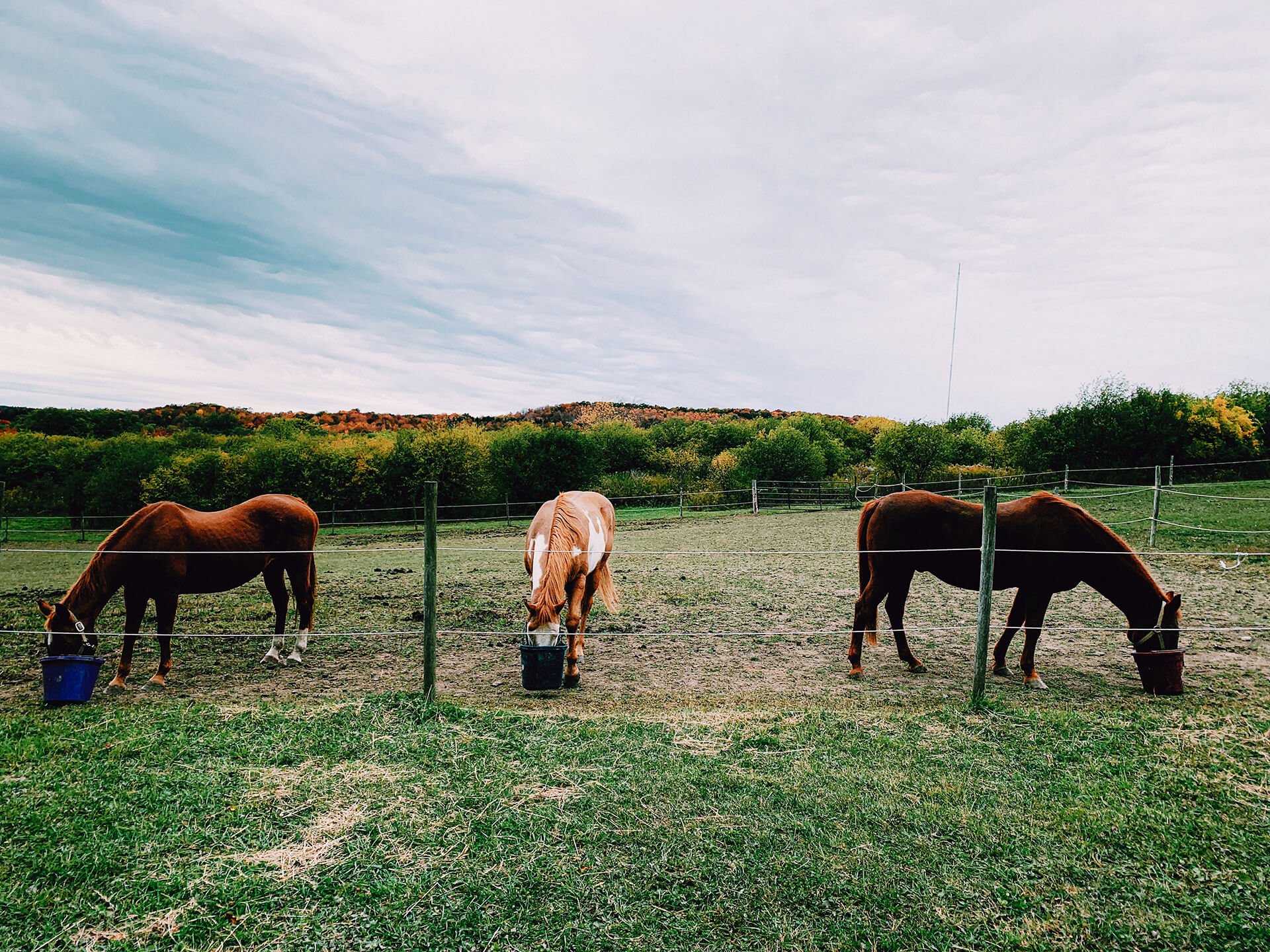 Horses Feeding In Autumn