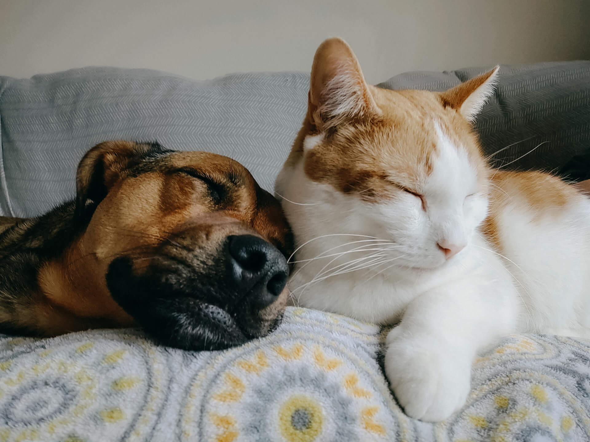 Sleeping Dog And Cat